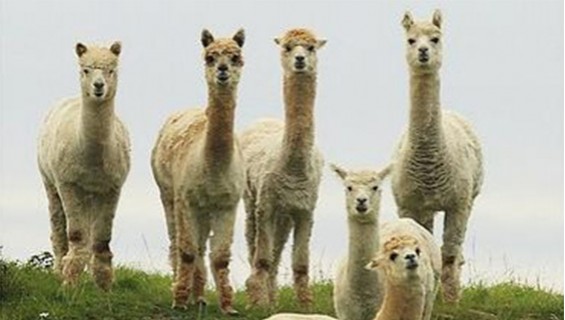 Alpacas From the Andes